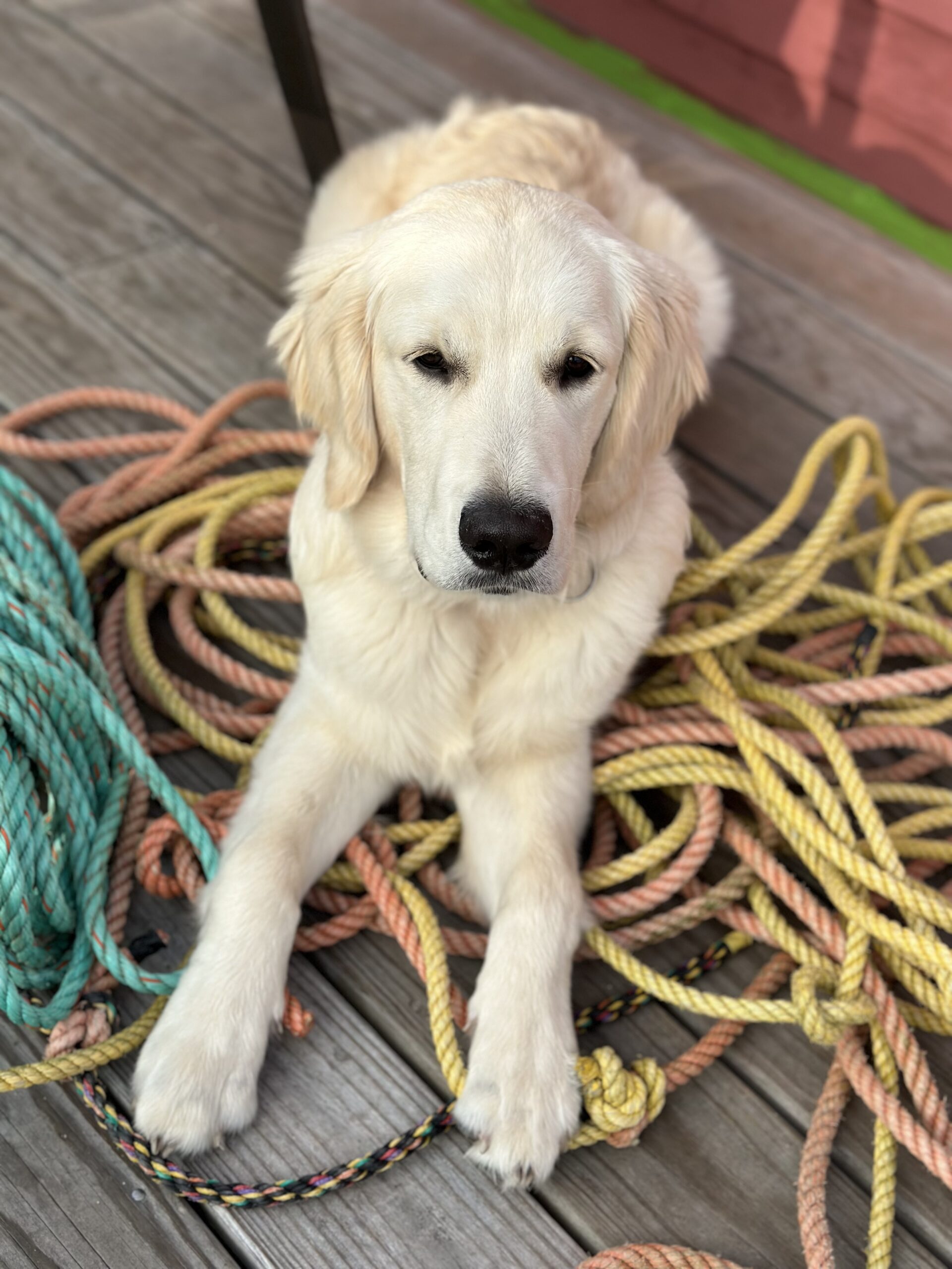 Dog Laying Down On Ropes
